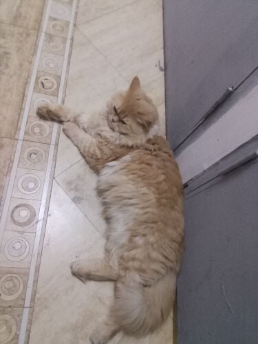 تشاتشا