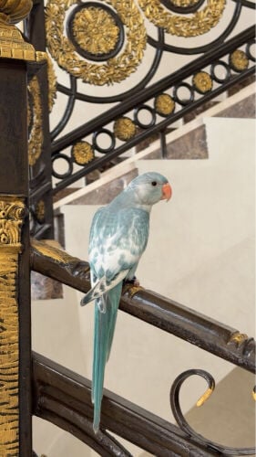 درة هندي
