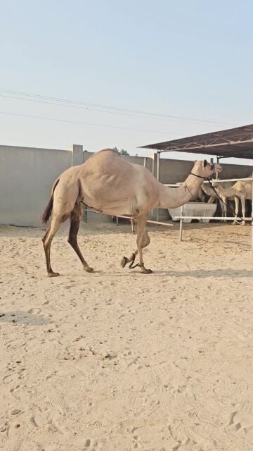عرض فاخر