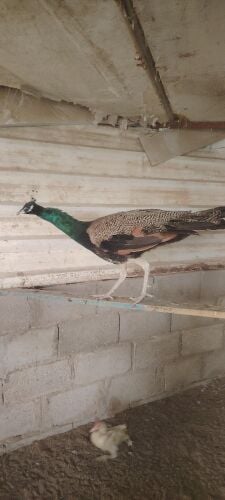للبع طاووس ذكر