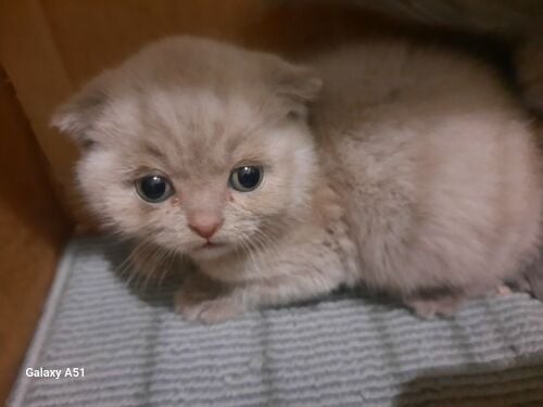 Purebred Scottish Fold Kittens
