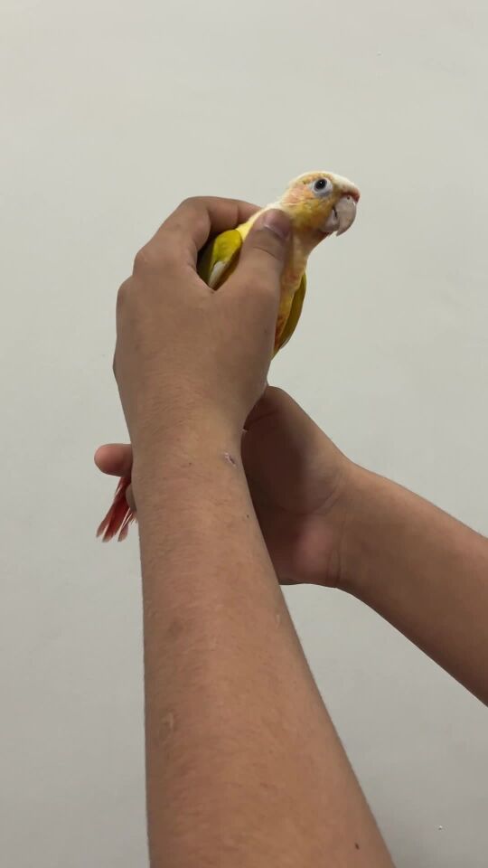 للبيع كنيور صن شيك هدد ذكر أليف