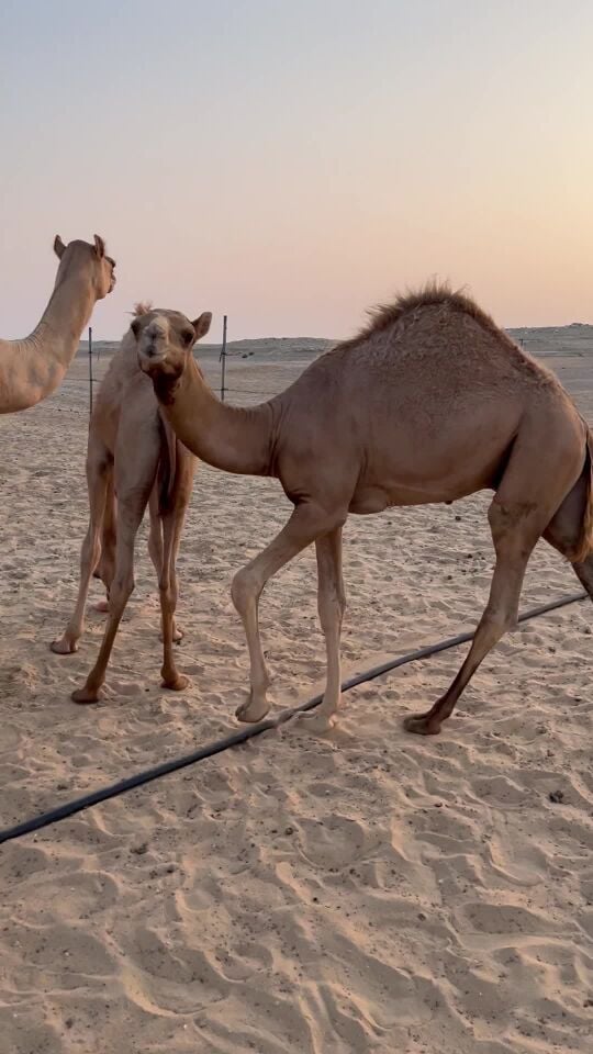 مفرود سمين 