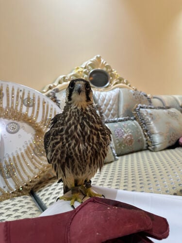 وكري وحش