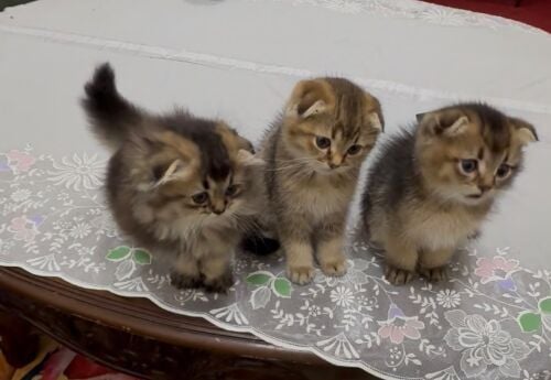Scottish fold kittens