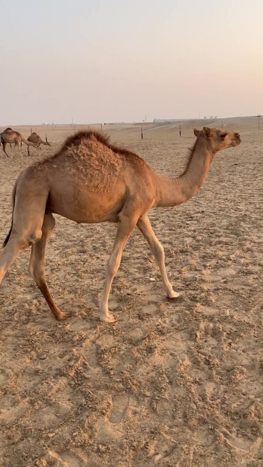 قعود سمين 