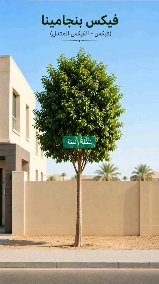 عقود شهرية لصيانه الحدائق