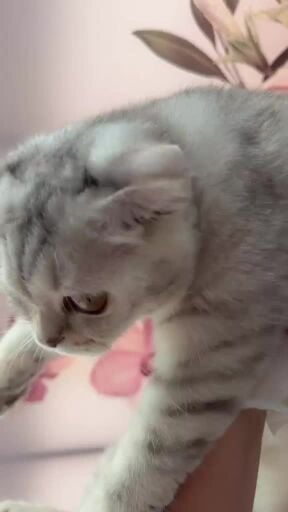 Lucy Scottish fold 