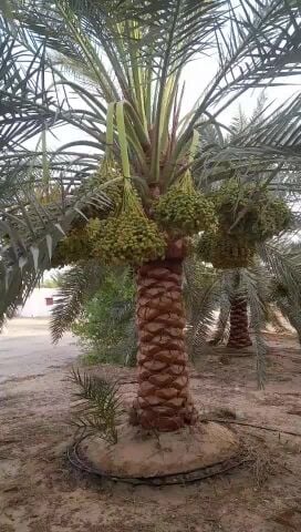 مزارع