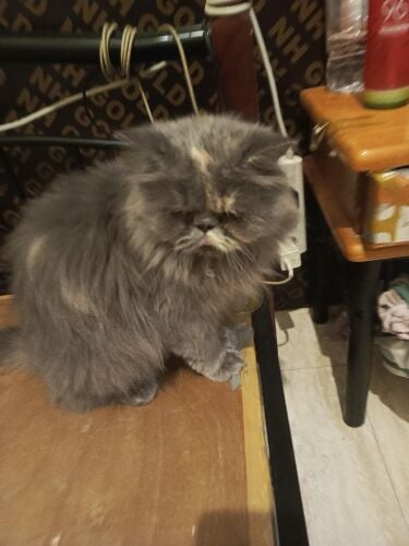 Persian cat - komal