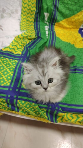 SCOTTISH FOLD AND BRITISH KITTENS