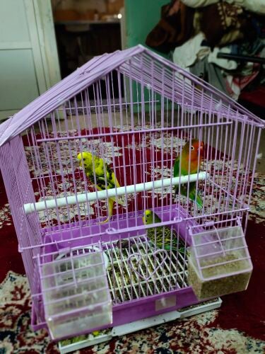 Birds