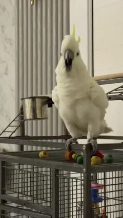 كوكو 