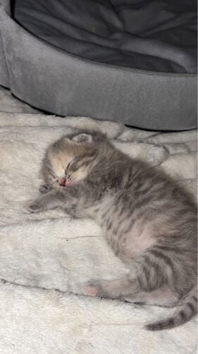 female Scottish fold
