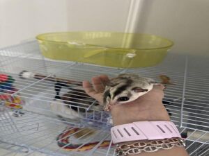 سنجاب طائر بنت و ولد
