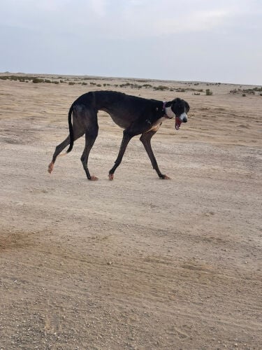 ذيخ 