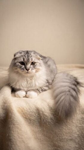 cat for sale