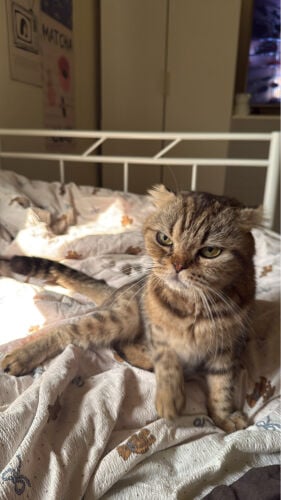 Scottish fold cat