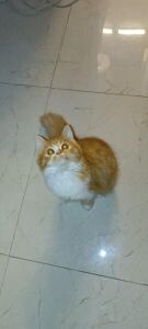 Persian British Longhair