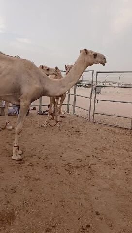 للبيع عشاير طيب