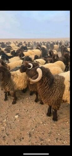 مطلوب جميع الحلال