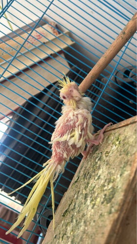 cockatiels rare species 