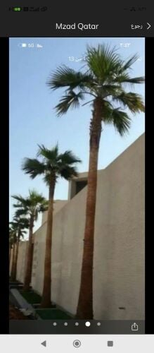 ترتيب وتنظيف النخيل ورش ومغذيات
