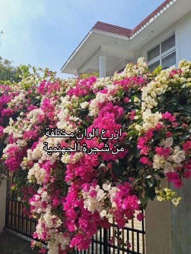 زراعه الورود المستديمه والموسميه