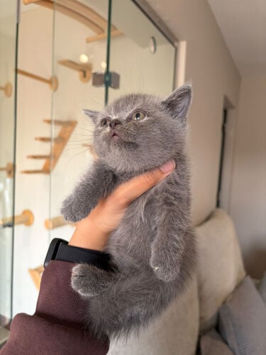 gray munchkin