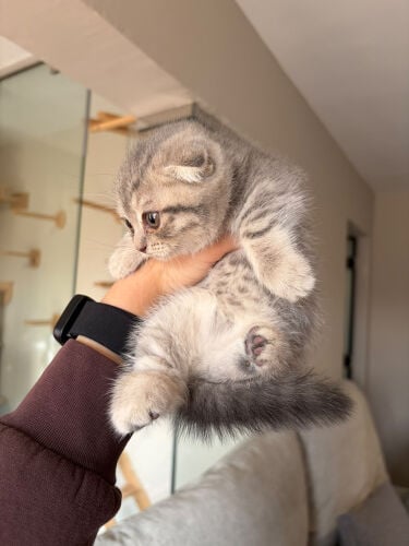 female munchkin 