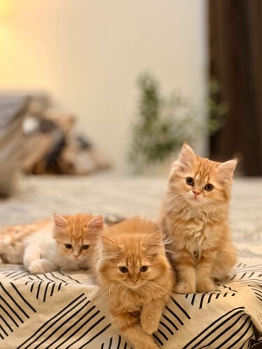 Persian orange Kittens for Sale