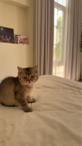 lulu