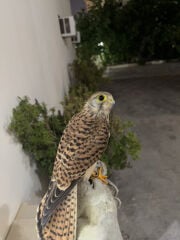 للبيع شزياس