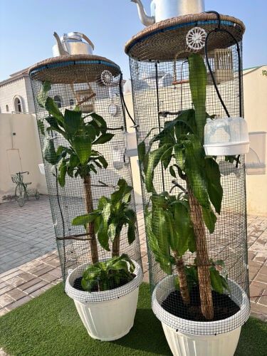 جناح وورق
