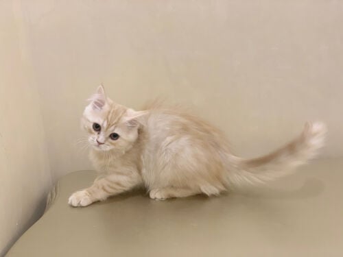 Siberian Shirazi kitten female