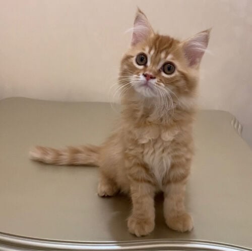 Siberian male kitten 