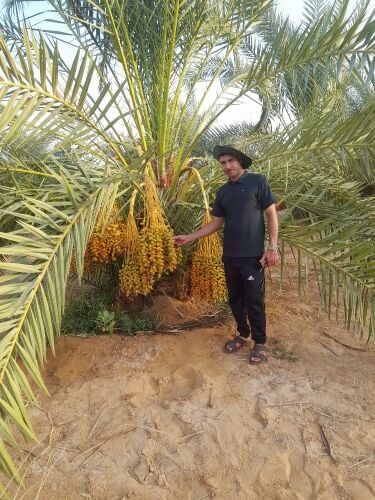 نخل خدمات
