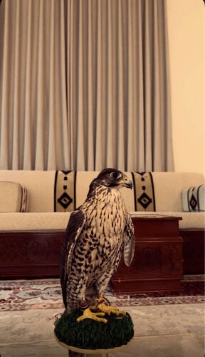 جير شاهين