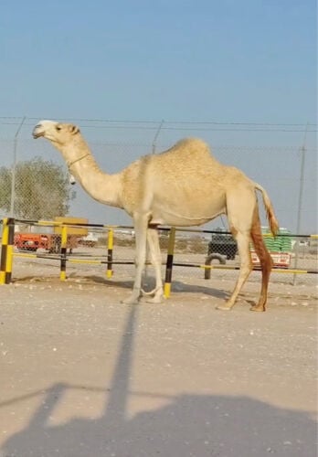 البيع واضحة مدني 