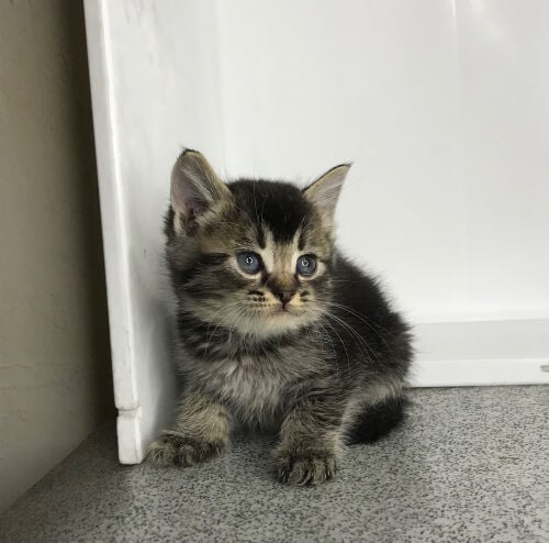 Scottish starlight tabby 