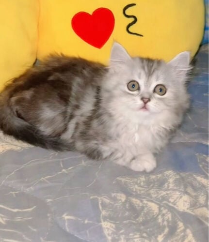 luna rio 