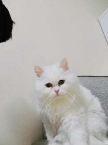 A friendly Persian female kitten!