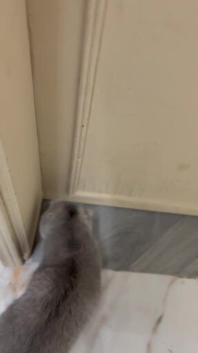 ميلا