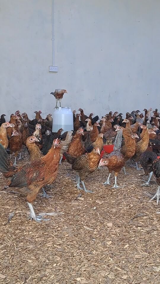 Baladi Chicken