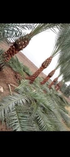تنظيف النخيل ونقل النخيل
