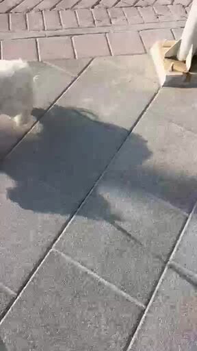 كلبة بومبريان هجين شاوشاو 