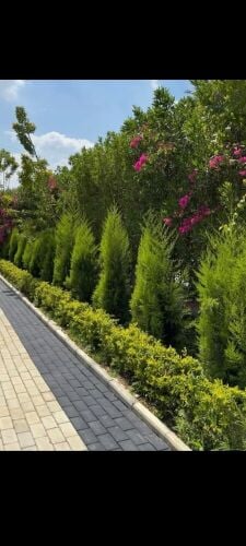 زراعه الفلل والقصور والمجمعات