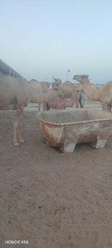 للبيع عشاير جملة وتفريد علي فحص