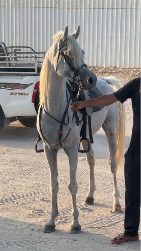 حصان عربي جمال