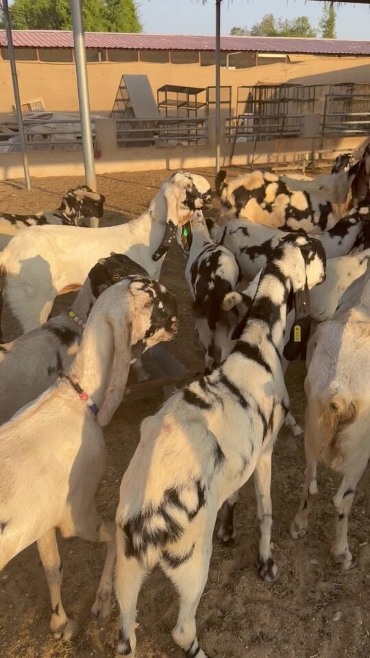 موفاتي